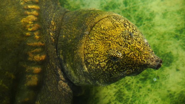 head snapping turtle in water 