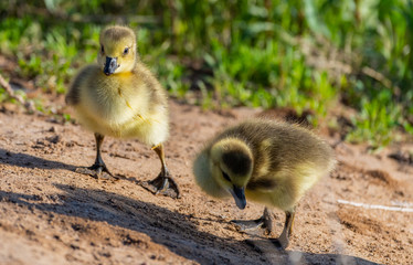 Canada Goose Goslings Exploring its Surroundings
