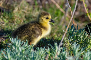 Canada Goose Gosling Exploring its Surroundings