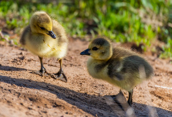 Canada Goose Goslings Exploring its Surroundings