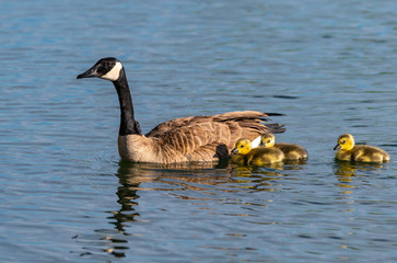 A Canada Goose Mother and Goslings Swimming on the Water