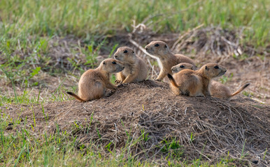 A Black-tailed Prairie Dog Family Gathering at Their Den