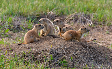 Naklejka na ściany i meble A Black-tailed Prairie Dog Family Gathering at Their Den
