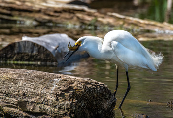 A Snowy Egret Successfully Spears a Fish 