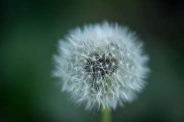 close up view of tender dandelion with blurred background