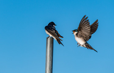 Tree Swallow