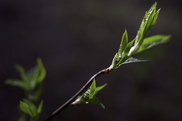 Fresh twig with new leaves