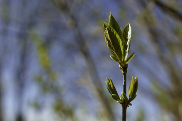 Fresh twig with new leaves