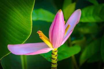 Pink banana flowers and green banana leaves in garden