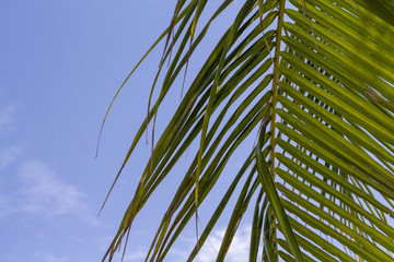 Green palm leaf over blue sky. Coco palm leaf banner template with text space.