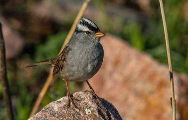 A Close Up of a Beautiful White-crowned Sparrow