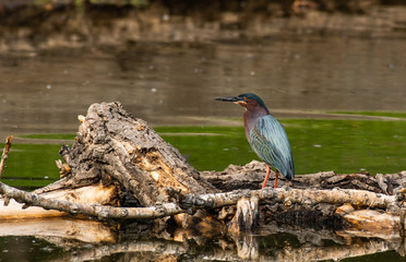 A Green Heron Stalking Fish at a Lake in Colorado