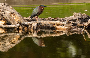 A Green Heron Stalking Fish at a Lake in Colorado