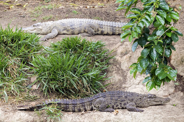 Two crocodiles on coast of river for mating.