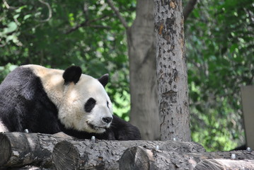 Fototapeta premium Panda at the Beijing Zoo