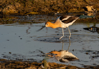An American Avocet Foraging for Food at Sunrise