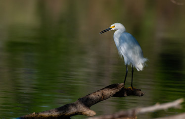 A Snowy Egret at Lake Shore During Morning Sunlight