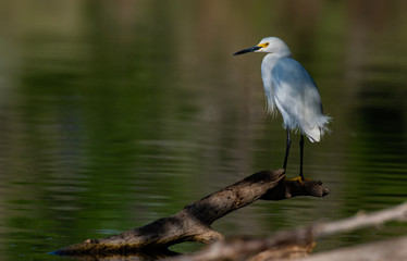 A Snowy Egret During Morning Sunlight 