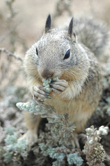 Coastal Sqquirrel 5