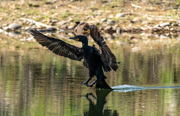 A Double-crested Cormorant Coming in for a Landing