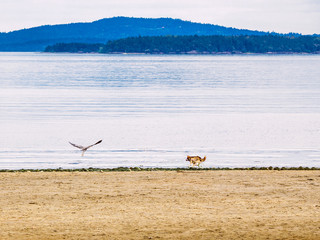 Obraz premium Great Blue Heron and dogs on the beach