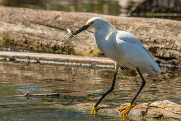 A Snowy Egret with Fish for Dinner