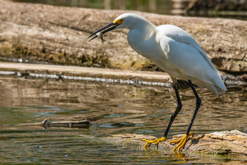 A Snowy Egret with Fish for Dinner