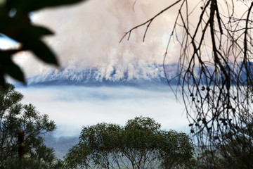 Australian bushfire and smoke through the trees in the Blue Mountains National Park, Australia.