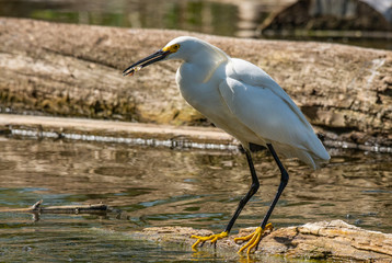 A Snowy Egret with a Fish for Dinner