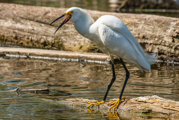 A Snowy Egret Calling at the Lake
