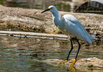 A Snowy Egret at the Lakeshore