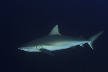 Grey Reef Shark