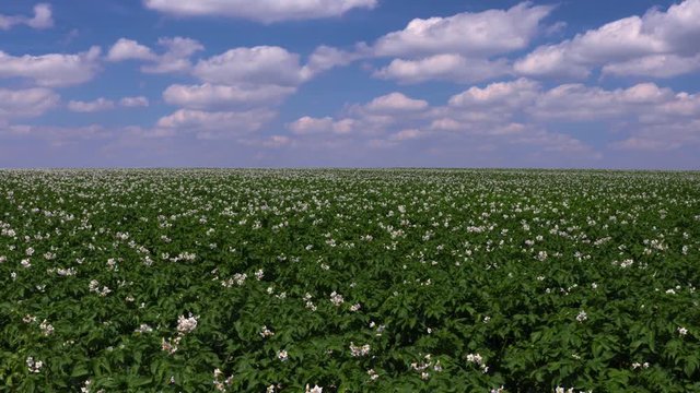 Wide potato field with young, flowering potato plants in an agricultural shaped landscape in Saxony, Germany.