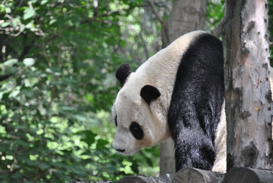 Panda at the Beijing Zoo