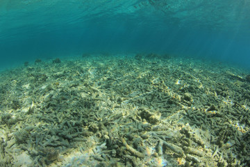Coral bleaching. Dead reef due to climate change