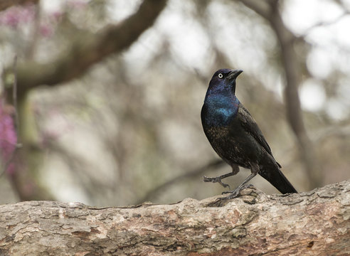 Common grackle (Quiscalus quiscula)