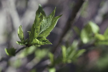 Fresh twig with new leaves