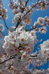 青空に映える桜のアップ