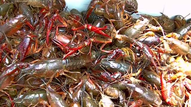live crawfish in an ice chest