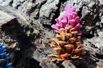 Colored pine cones II
