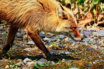 歩くキタキツネ
