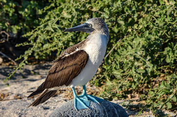 Blue-Footed Booby (Sula nebouxii) on the Galapagos Islands, Ecuador