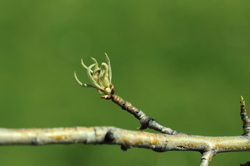 Spring bud