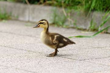 Single Chicken Duck on the Ground.