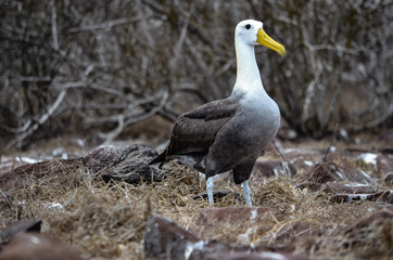 Fototapeta premium Waved Albatross (also known as Galapagos Albatross), in a nesting colony on Isla Española in the Galapagos Islands.