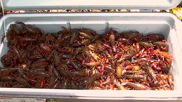 live crawfish in an ice chest