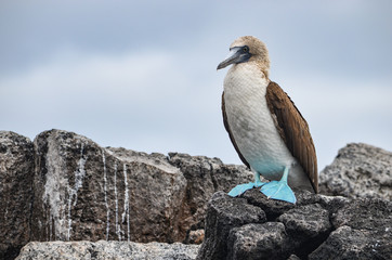 Blue-Footed Booby (Sula nebouxii) on the Galapagos Islands, Ecuador