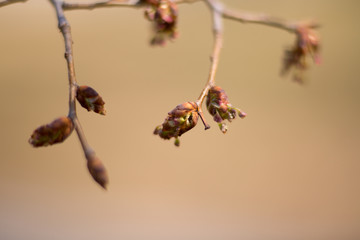 everything comes to life with the arrival of spring