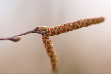 everything comes to life with the arrival of spring