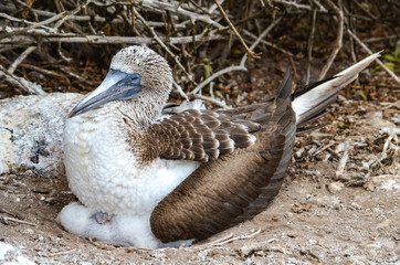 Blue-Footed Booby (Sula nebouxii) on the Galapagos Islands, Ecuador
